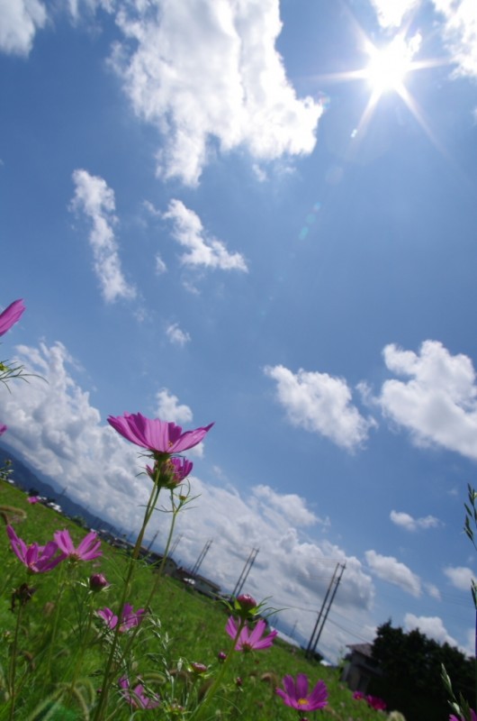 あづみの木箸　あづみ野遊印